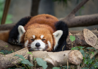 Fototapeta premium red panda