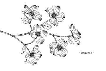 Dogwood flower and leaf drawing illustration with line art on white backgrounds.