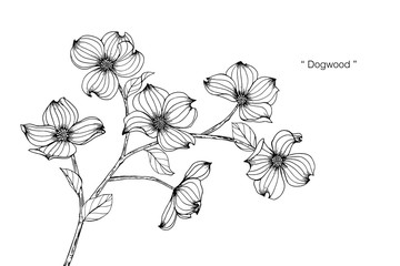 Dogwood flower and leaf drawing illustration with line art on white backgrounds.