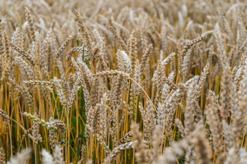 Golden wheat field at sunny day. Plants moving in the wind. Shallow depth of field.