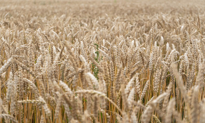 Golden wheat field at sunny day. Plants moving in the wind. Shallow depth of field.