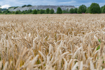 Golden wheat field at sunny day. Plants moving in the wind. Shallow depth of field.