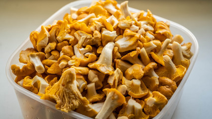 Сhanterelles. Mushrooms. Vegetarian food. Close up