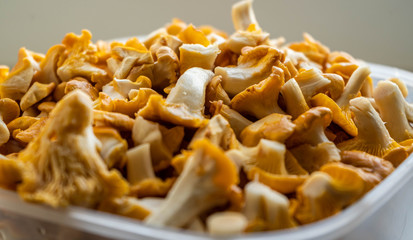Сhanterelles. Mushrooms. Vegetarian food. Close up