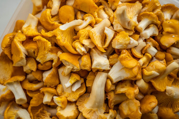 Сhanterelles. Mushrooms. Vegetarian food. Close up