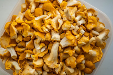Сhanterelles. Mushrooms. Vegetarian food. Close up
