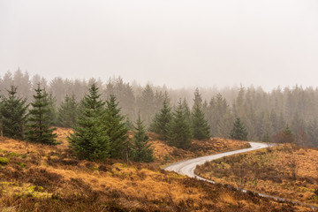 A road curves around a Pine tree forest deep in the Kielder forest on a cloudy day.