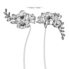 Freesia flower and leaf drawing illustration with line art on white backgrounds.