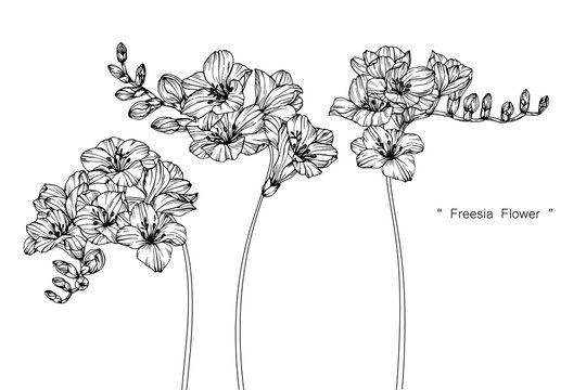 Freesia Illustration の画像 2 712 件の Stock 写真 ベクターおよびビデオ Adobe Stock