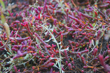 macrocosm underfoot in the field