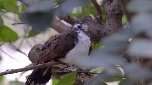 Close up of a young sleepy Dove on a tree branch.