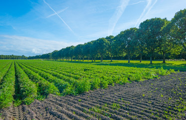 Vegetables in a field in sunlight below a blue sky in sunlight at fall 