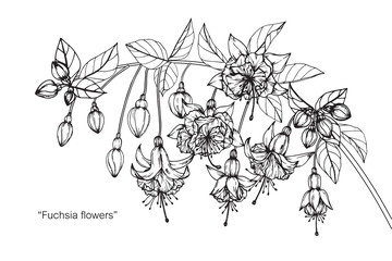Fuchsia flower and leaf drawing illustration with line art on white backgrounds.