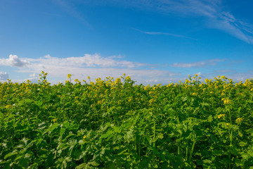 Fototapeta na wymiar Vegetables in a field in sunlight below a blue sky in sunlight at fall 