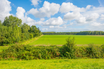 Trees in a grassy green field below a blue sky in sunlight at fall 