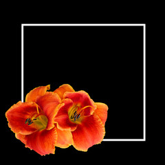 White frame on a black background with daylily flowers