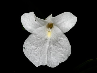 Fototapeta na wymiar A White flower from Phu Hin Rong Kla national park, Thailand