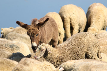 Friendship between a baby donkey and a sheep