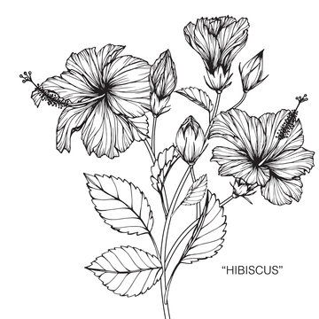 Hibiscus Flower And Leaf Drawing Illustration With Line Art On White Backgrounds.