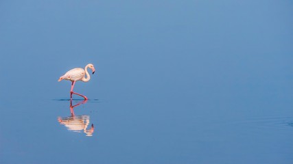 A graceful pink flamingo wades through calm water, with its reflection visible. Namibia.