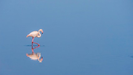 A graceful pink flamingo wades through calm water, with its reflection visible. Namibia. © Cheryl Ramalho