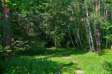 Beautiful glade in the forest lit by the sun. Forest glade on a sunny summer day.
