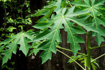 green plant background - beautiful nature