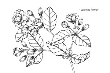 Jasmine flower and leaf drawing illustration with line art on white backgrounds.