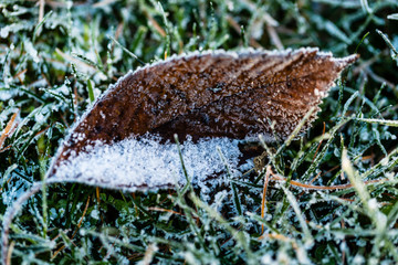 The first frost in the autumn garden.