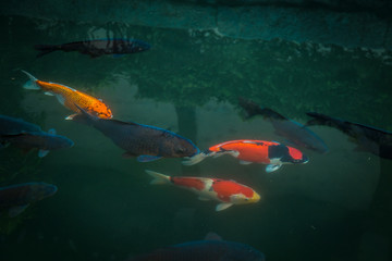Koi fish in pond