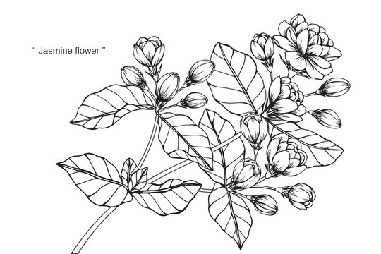 Jasmine flower and leaf drawing illustration with line art on white backgrounds.