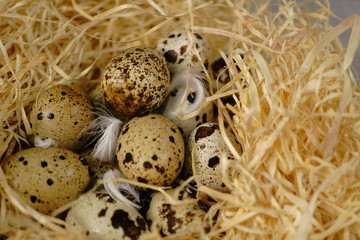 Obraz premium Quail eggs in a straw nest, macro photo.