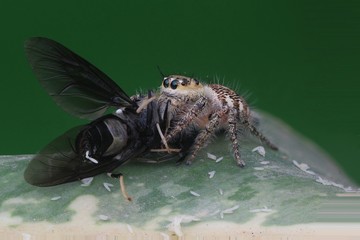 Spider or Hyllus eat Soldier Fly