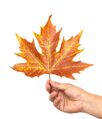 autumn maple leaf on a white background
