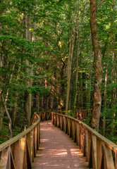 Obraz premium Bosque De Secuoyas