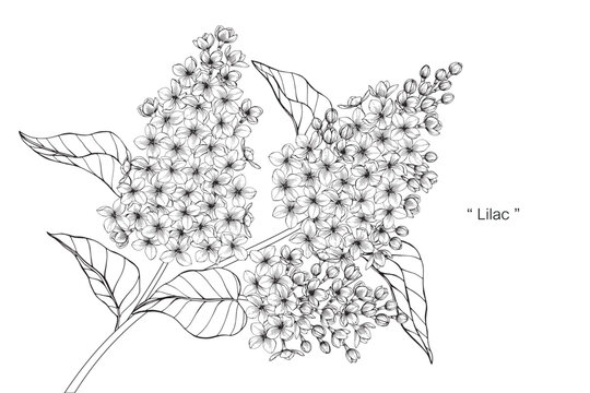 Lilac Drawing Images Browse 53 153 Stock Photos Vectors And Video Adobe Stock Lilac Drawing Images Browse 53 153 Stock Photos Vectors And Video Adobe Stock