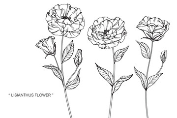 lisianthus flower and leaf drawing illustration with line art on white backgrounds.