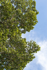 Low view, high rubber tree leaves.