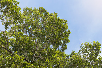 Low view, high rubber tree leaves.