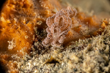 Jakobsen's Phyllodesmium, Phyllodesmium jakobsenae is a species of sea slug, an aolid nudibranch, a marine gastropod mollusk in the family Facelinidae