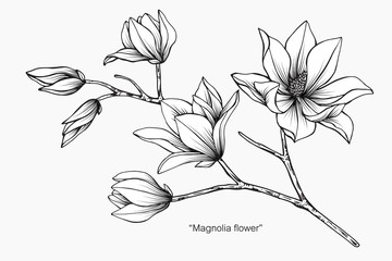 Magnolia flower and leaf drawing illustration with line art on white backgrounds.