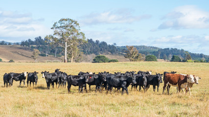 Naklejka na ściany i meble Cattle in Tasmania