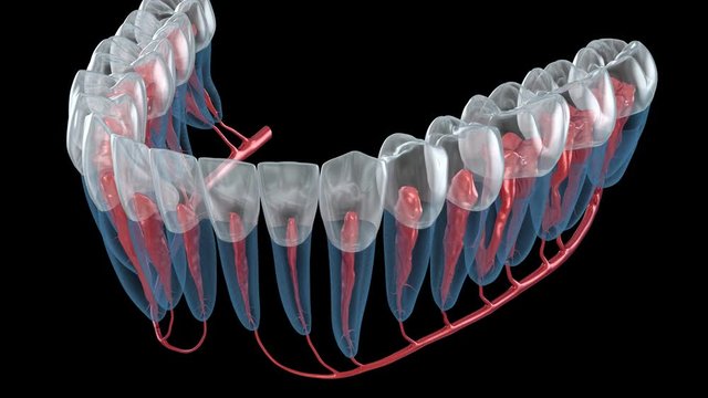 Dental root anatomy, Xray view. Medically accurate dental 3D animation