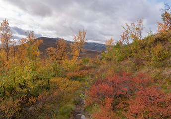 Obraz premium Mountain landscape in autumn. Abisko national park in Sweden.