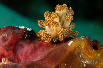 Rudman's Phyllodesmium, Phyllodesmium rudmani is a species of sea slug, an aeolid nudibranch, a marine gastropod mollusc in the family Facelinidae