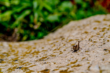 Concrete surface with spots of green moss. Grasshopper on the surface looking to the camera. Different lines, roughness. White, gray and green colors. Green grass background