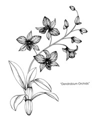 Orchid flower and leaf drawing illustration with line art on white backgrounds.
