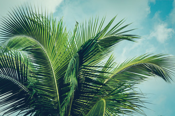 Coconut palm tree foliage under sky. Vintage background. Retro toned poster. - 290675093
