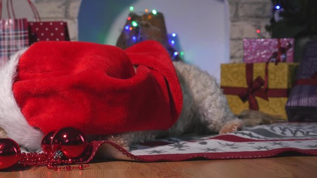 Cute little dog with Christmas hat laying on the floor and waiting For Christmas 