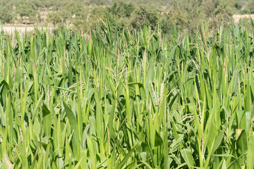 Maiz creciendo en el campo